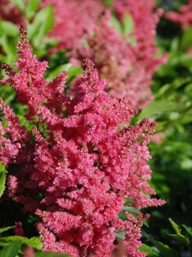 Tawułka 'Fireberry'