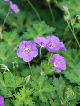 Bodziszek ROZANNE 'Gerwat'
