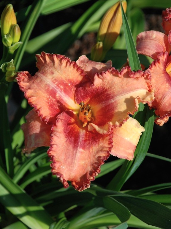 Liliowiec 'Jazz Dance'