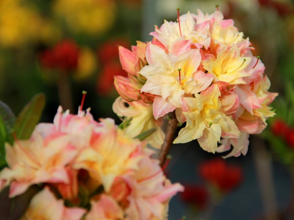 Azalia wielkokwiatowa 'Cannon's Double'