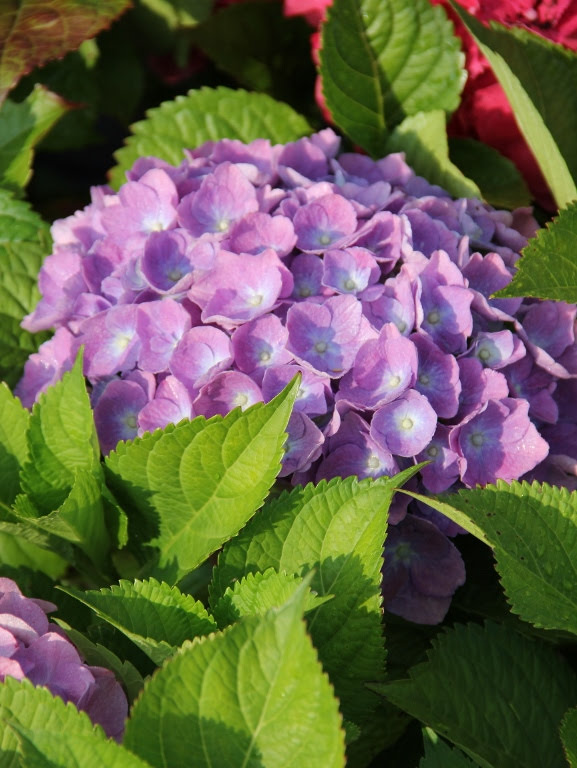 Hortensja ogrodowa 'Bodensee'
