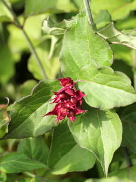 Lejcesteria piękna 'Purple Rain'