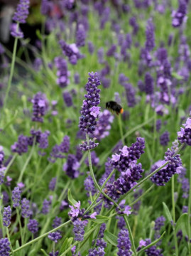 Lawenda wąskolistna 'Ellagance Purple'