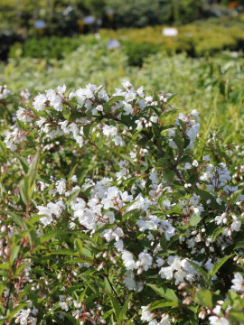 Żylistek różowy 'Campanulata'