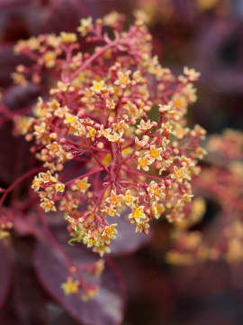 Perukowiec podolski 'Royal Purple' - kwiaty