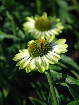 Jeżówka 'Prima Lime'