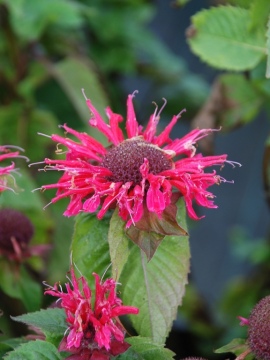 Pysznogłówka 'Bee-Happy'