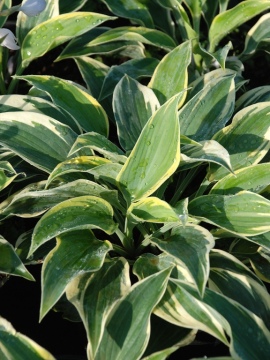 Funkia 'First Frost'