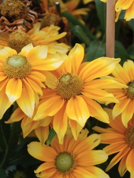Rudbekia SmileyZ™ Lemon