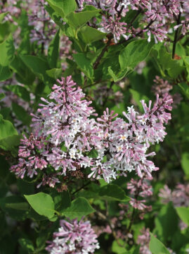 Lilak rozpierzchły 'Miss Kim'