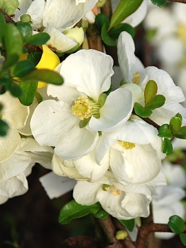 Pigwowiec 'Jet Trail' - kwiaty