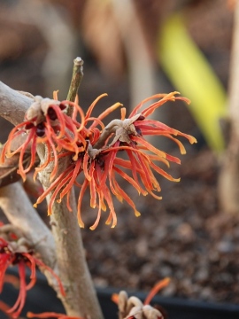 Oczar pośredni 'Jelena'