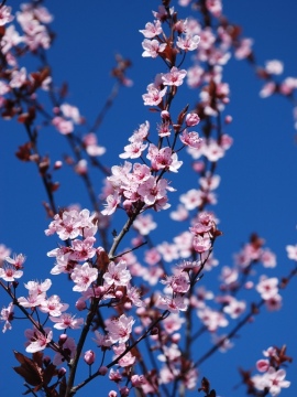  Śliwa wiśniowa 'Pissardii'