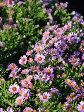 Aster 'Anneke'