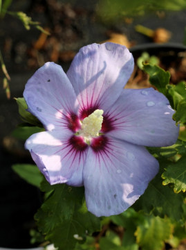 Ketmia syryjska 'Oiseau Bleu'