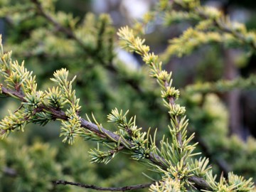 Cedr libański 'Atlantica Aurea'