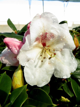 rozanecznik-gartendirektor-rieger1.jpg