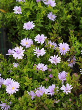 Aster 'Aqua Compact'