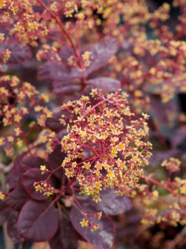 Perukowiec podolski 'Royal Purple' - kwiaty