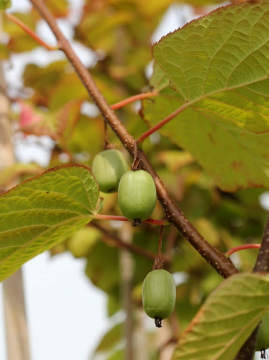 Aktinidia pstrolistna 'Sentyabraskaya' - owoce