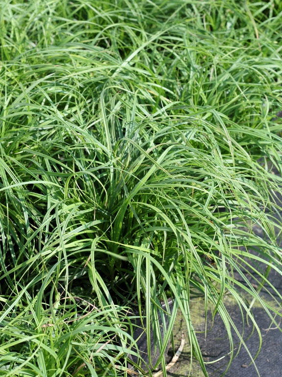 Turzyca wiosenna 'The Beatles'