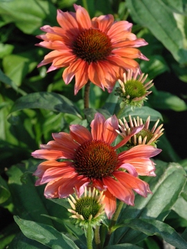 Jeżówka 'Flamingo'