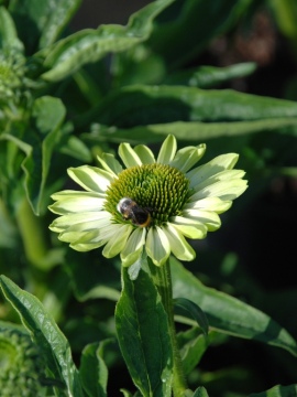 Jeżówka 'Prima Lime'