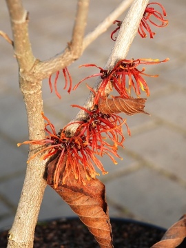 Oczar pośredni 'Jelena'