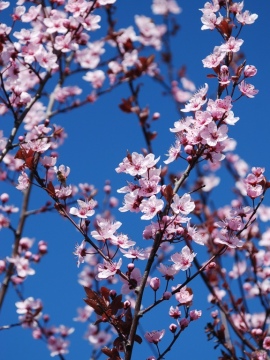  Śliwa wiśniowa 'Pissardii'