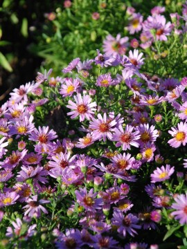 Aster 'Anneke'