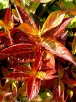 Krzewuszka 'Wings of Fire' jesienna barwa