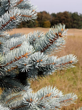 Świerk kłujący 'Hoopsii'