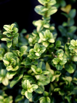 bukszpan-wieczniezielony-rotundifolia-aurea6.jpg