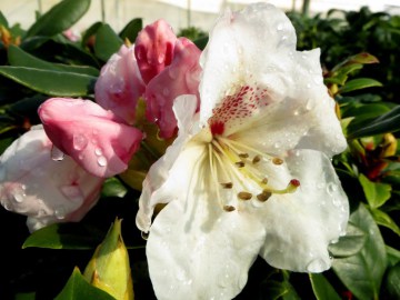 Różanecznik 'Gartendirektor Rieger'