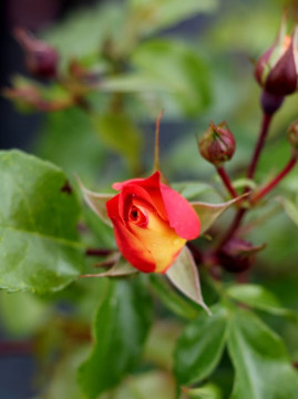 Róża rabatowa 'Gebruder Grimm' PBR
