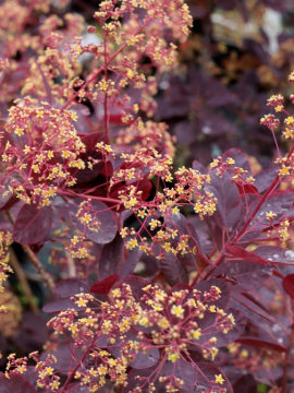 Perukowiec podolski 'Royal Purple' - kwiaty