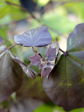 Surmia pośrednia 'Purpurea'