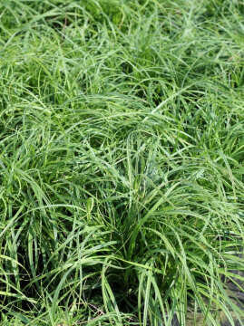 Turzyca wiosenna 'The Beatles'