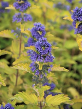 barbula-klandonska-hint-of-gold.JPG