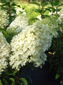 Hortensja bukietowa 'Bobo' PBR