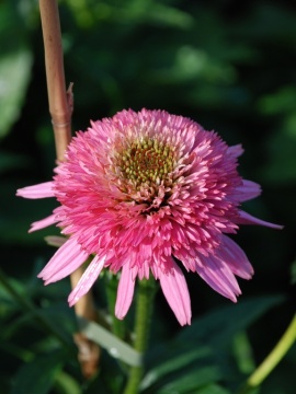 Jeżówka 'Butterfly Kisses'