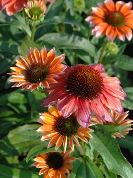 Jeżówka 'Flamingo'