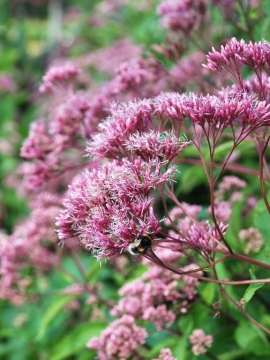 Sadziec plamisty 'Phantom' PBR