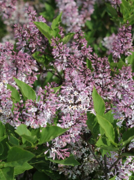 Lilak rozpierzchły 'Miss Kim'