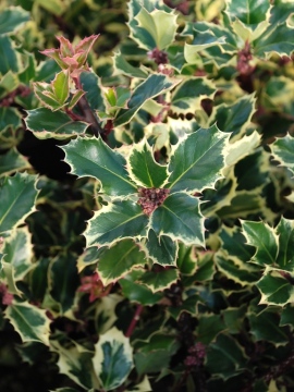 Ostrokrzew kolczasty 'Argentea Marginata'