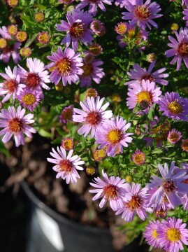 Aster 'Anneke'