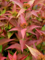Zadrzewnia bezogonkowa 'Butterfly' jesienna barwa