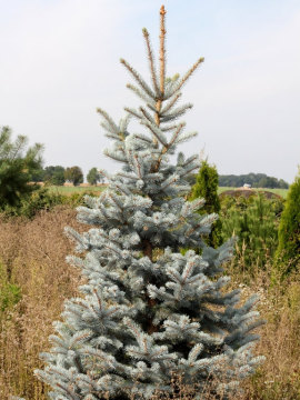 Świerk kłujący 'Hoopsii'