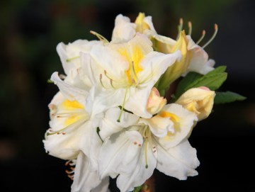 Azalia wielkokwiatowa 'Oxydol'