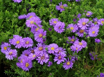 Aster 'Aqua Saphire'